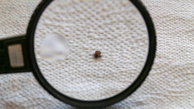 Где можно проверить укусившего клеща