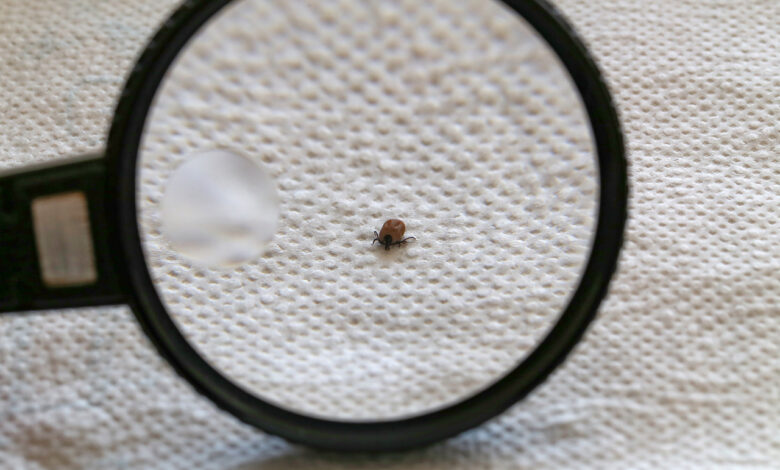 Где можно проверить укусившего клеща