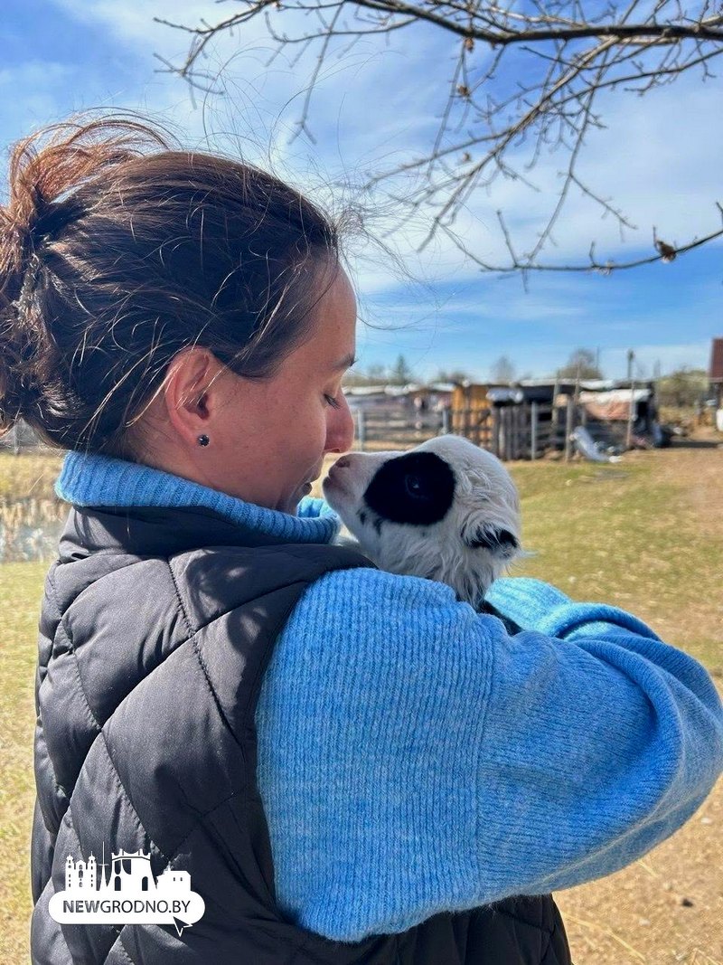 Под Гродно родилась овечка-панда