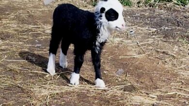 Под Гродно родилась овечка-панда