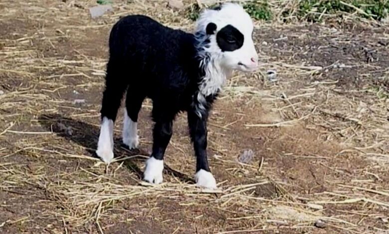 Под Гродно родилась овечка-панда
