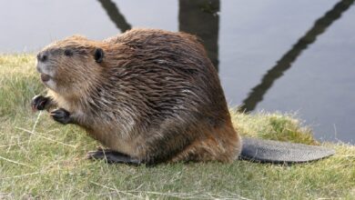 под Дятлово спасли бобра