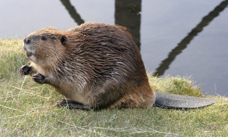 под Дятлово спасли бобра