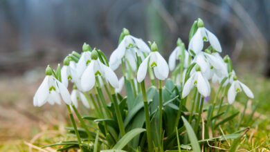 Можно ли пересадить лесной