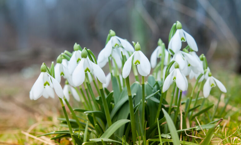 Можно ли пересадить лесной