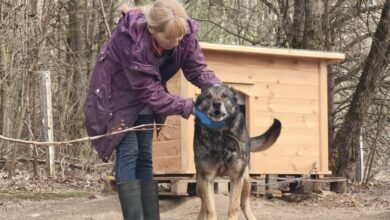 в гродненском САХе