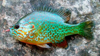 учёные предупреждают