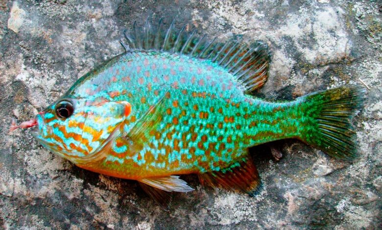 учёные предупреждают