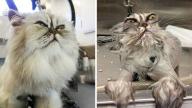 15 уморительных фотографий