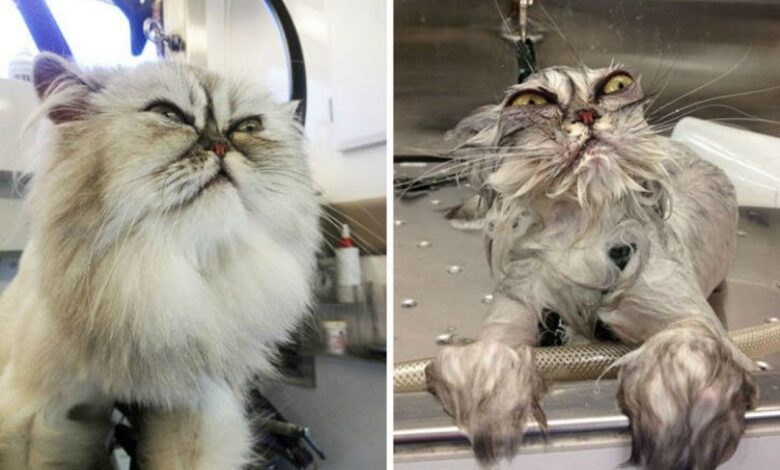 15 уморительных фотографий