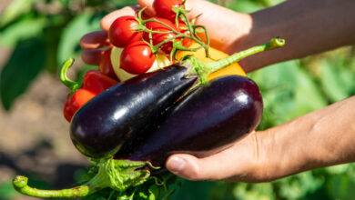 В Гродно начали сбор первого