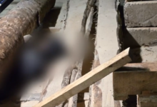 в Борисове на пилораме