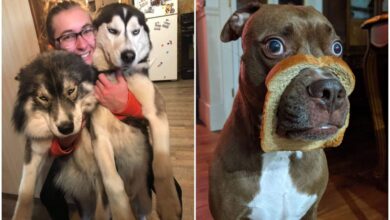 20+ смешных фото собак