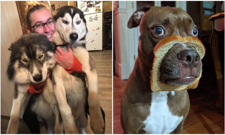 20+ смешных фото собак