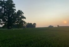 Самое большое дерево Беларуси