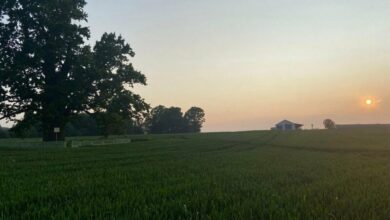 Самое большое дерево Беларуси