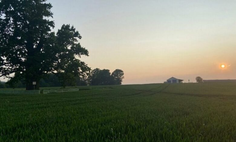Самое большое дерево Беларуси