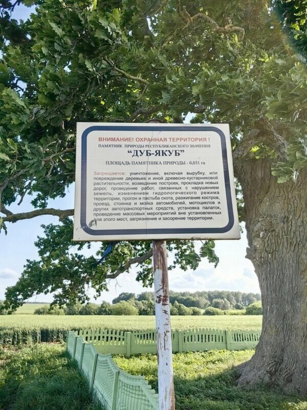 Самое большое дерево Беларуси