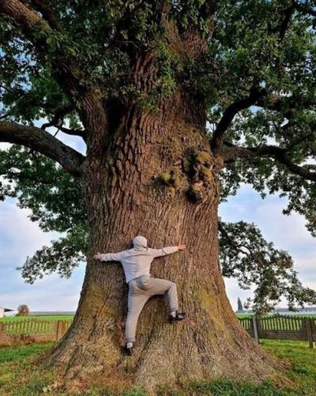 Самое большое дерево Беларуси