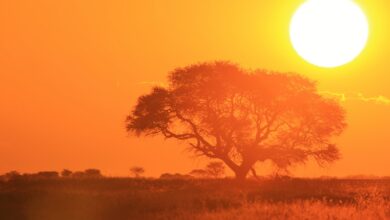 Станет ещё жарче: учёные