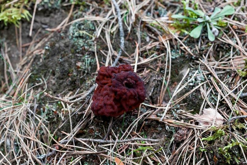 Апрель и май: чем удивит