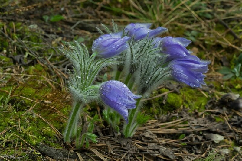 Апрель и май: чем удивит