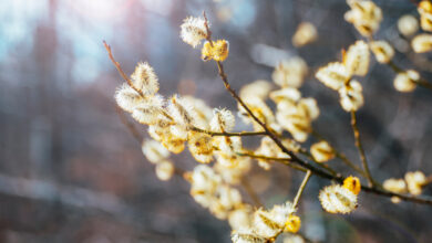 Апрель и май: чем удивит