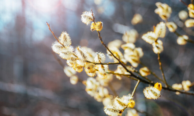 Апрель и май: чем удивит