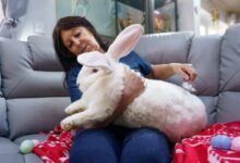 Британка вырастила кролика-гиганта