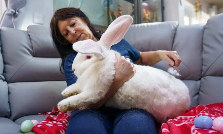 Британка вырастила кролика-гиганта