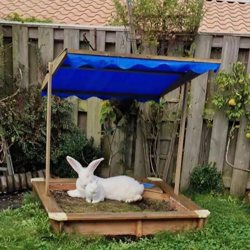 Британка вырастила кролика-гиганта