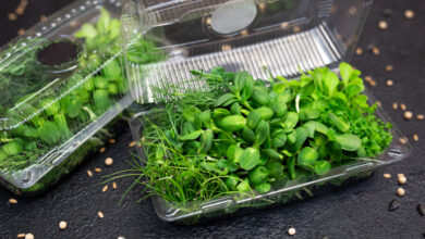 Как белорусские ученые омолаживают