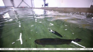 Лукашенко предложили расширить производство