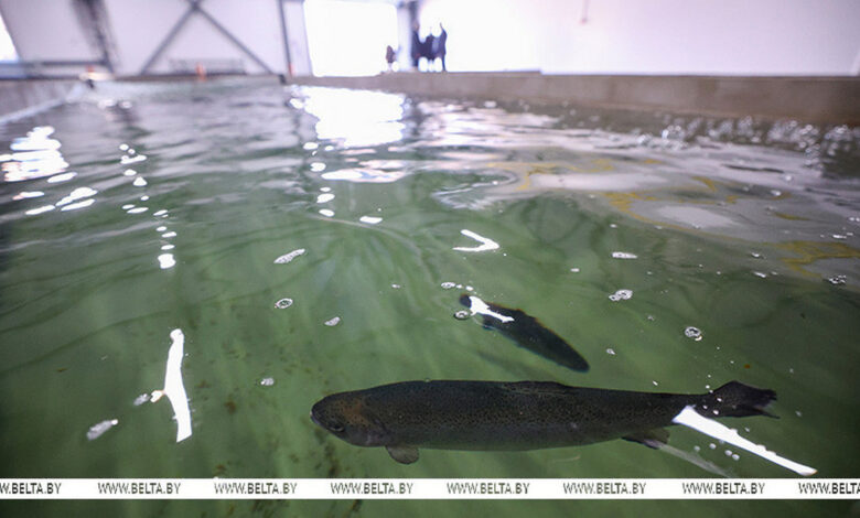 Лукашенко предложили расширить производство