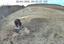 как голодный хищник