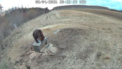 как голодный хищник