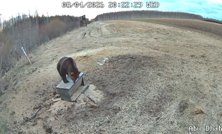 как голодный хищник