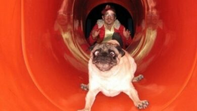 Топ-17 собачьих провалов