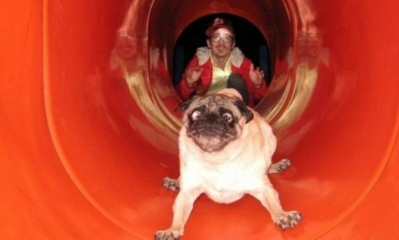 Топ-17 собачьих провалов