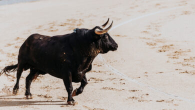 В Гродно по дороге бегал бычок