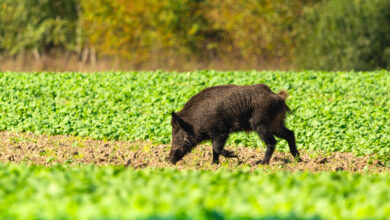 Рядом с Гродно с самолета разбросают приманки с вакциной