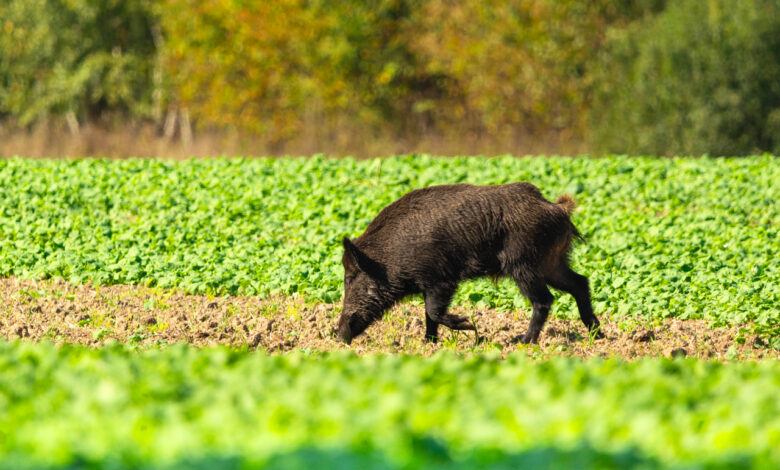 Рядом с Гродно с самолета разбросают приманки с вакциной