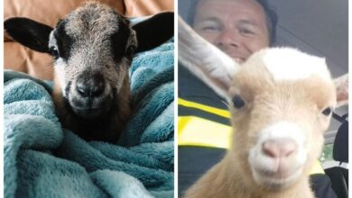 25 пушистых и милых