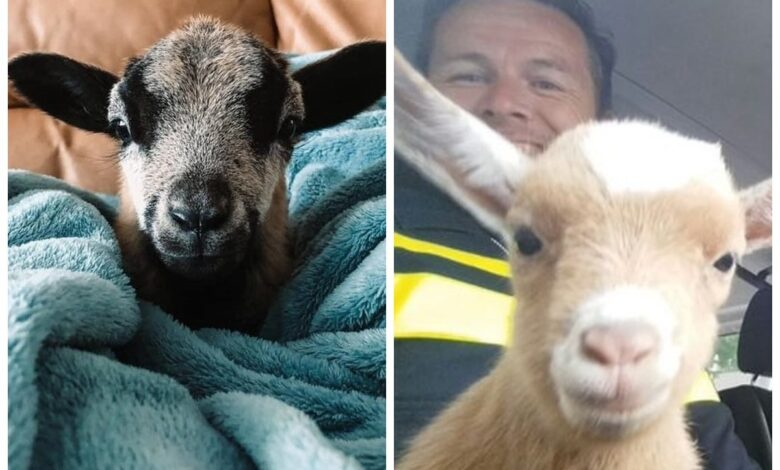 25 пушистых и милых