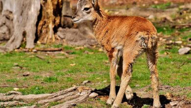 В Гродненском зоопарке