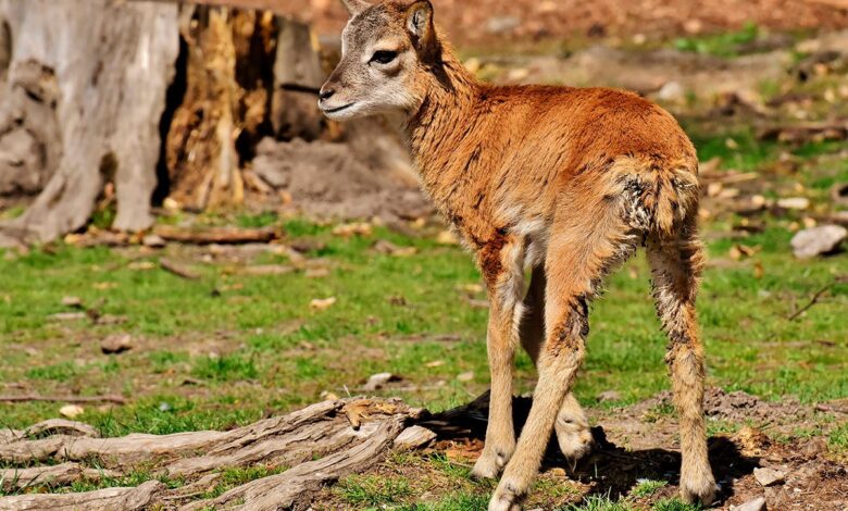 В Гродненском зоопарке