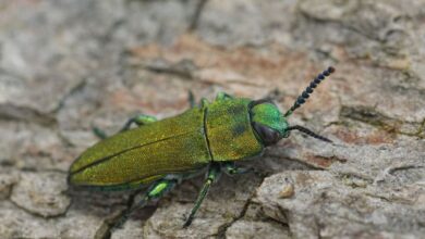 Опасное насекомое обнаружено