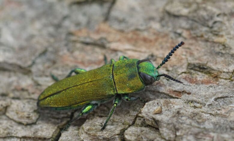 Опасное насекомое обнаружено