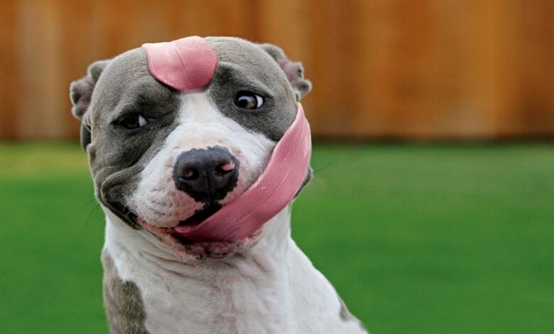 15+ забавных фото