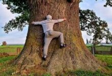 Увидеть самое большое дерево